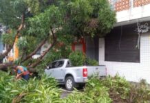 Temporal derruba árvore de grande porte e danifica veículo no Centro de Manaus