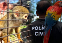 Sete animais silvestres são resgatados de exploração turística ilegal em Iranduba