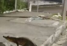 VÍDEO: Jacaré é visto caminhando pela Avenida Djalma Batista, em Manaus