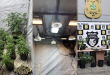 Homem é preso ao usar empresa como fachada para cultivo de maconha em Manaus