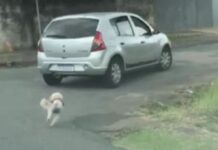 Motoristas que abandonarem animais poderão ter a CNH suspensa
