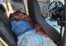 Dupla é presa com 52 kg de maconha tipo skunk no interior do Amazonas
