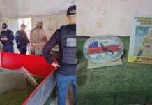 Operação em Manaus desmantela esquema de rinhas e maus-tratos a animais