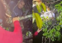 Vítimas de naufrágio são encontradas presas a galhos no rio Maués-Açu