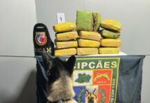 Mais de 13 kg de skunk são apreendidos pela PMAM dentro de sacos de macaxeira