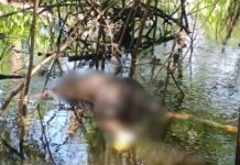Corpo é encontrado boiando em lago no interior do Amazonas