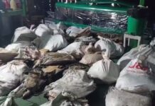 Mais de 200 quelônios são resgatados durante operação no Parque Nacional de Anavilhanas