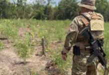 Operação da PF destrói plantações ilegais de maconha em áreas isoladas do Amazonas