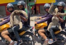 Moradores salvam preguiça em rua movimentada de Manaus