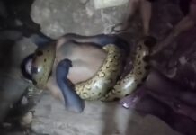 VÍDEO! Indígena morre asfixiado após ataque de sucuri gigante em comunidade