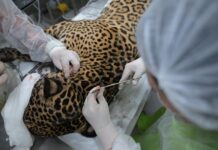 Vídeo: Onça-pintada resgatada no Rio Negro estava baleada na cabeça com mais de 30 estilhaços de chumbo