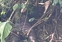 VÍDEO: Corpo em avançado estado de decomposição é encontrado na BR-174, em Manaus