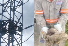 Bicho-preguiça sobe em linha de transmissão e deixa quatro bairros de Manaus sem energia