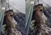 Onça-pintada baleada é resgatada após nadar horas no Rio Negro