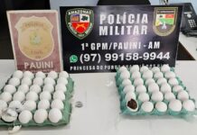 Mulher é presa ao tentar entregar drogas escondidas em ovos de galinha a presos no interior do AM