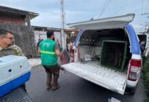 Operação resgata 24 cães em situação extrema de maus-tratos em Manaus