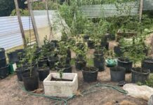 ROCAM prende cinco pessoas e apreende estufa com mais de 60 pés de maconha no Tarumã, em Manaus