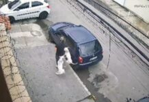 VÍDEO: Mulher é atacada por dois pitbulls enquanto caminhava na calçada