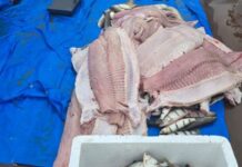 Mais de 1,5 tonelada de pescado ilegal é apreendida pela PM em Barcelos