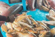 Homem é preso com mais de 2,5 toneladas de pescado ilegal no interior do AM