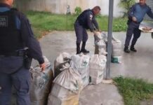 VÍDEO! Polícia apreende mais de uma tonelada de drogas em Rio Preto da Eva, no AM