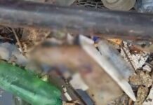 VÍDEO! Braço humano é encontrado preso em ecobarreira em igarapé de Manaus