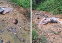 Corpo decapitado é encontrado em área de mata no bairro Tarumã, em Manaus