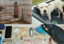 Homem é preso por tráfico de drogas e maus-tratos a animais no interior do AM