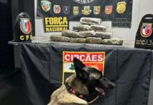 Cão policial encontra 12 kg de drogas em embarcação durante fiscalização em Coari, no AM