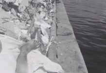 Funcionários da limpeza encontram perna humana na orla de Manaus