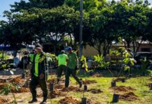Prefeitura de Manaus planta mudas em área de ocupação irregular no Novo Aleixo