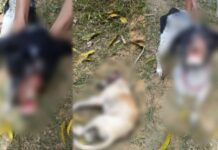 Operação Patas Protegidas resulta em prisão de mulher por maus-tratos a animais no bairro Lago Azul na zona norte de Manaus