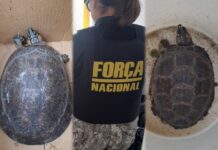 Homem é preso por manter animais silvestres de forma ilegal no Zumbi dos Palmares na zona leste de Manaus