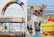 Manaus libera pets em praias e balneários com novas regras: veja o que muda com a Lei nº 3.618/2026