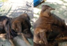 Homem é preso por maus-tratos contra cães na zona leste de Manaus