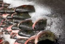 Prefeitura de Manaus inicia distribuição de 100 toneladas de peixes nesta terça-feira; veja onde