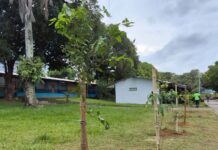 CSU do Parque 10 recebe plantio de 2 mil mudas e passa por manutenção na arborização em Manaus