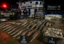 EMBARCAÇÃO COM 26 TONELADAS DE PESCADO ILEGAL É INTERCEPTADA EM COARI
