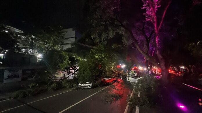 Árvore cai sobre veículos na Avenida Getúlio Vargas em Manaus.