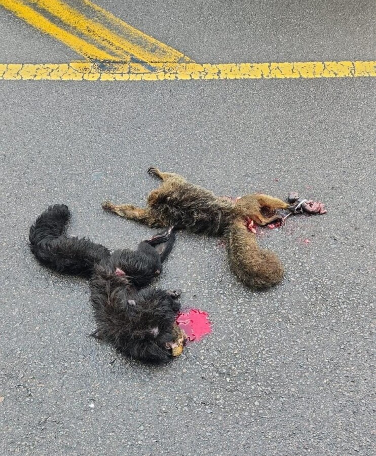 Macacos atropelados na Avenida do Turismo, próximo ao Condomínio Riviera, em Manaus.