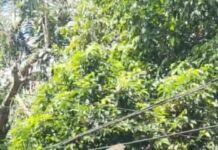 CASAL DE MACACOS MORRE ATROPELADO NA AVENIDA DO TURISMO APÓS MOTORISTA IGNORAR SINALIZAÇÃO EM MANAUS Macacos atropelados na Avenida do Turismo, próximo ao Condomínio Riviera, em Manaus.