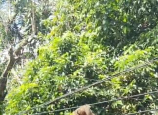 CASAL DE MACACOS MORRE ATROPELADO NA AVENIDA DO TURISMO APÓS MOTORISTA IGNORAR SINALIZAÇÃO EM MANAUS Macacos atropelados na Avenida do Turismo, próximo ao Condomínio Riviera, em Manaus.