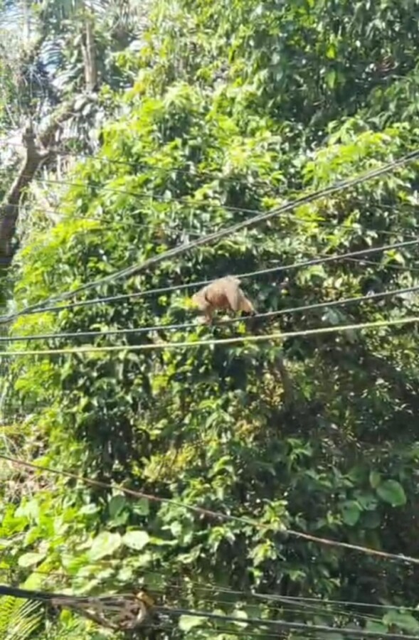 Macacos atropelados na Avenida do Turismo. Macacos atropelados na Avenida do Turismo, próximo ao Condomínio Riviera, em Manaus.